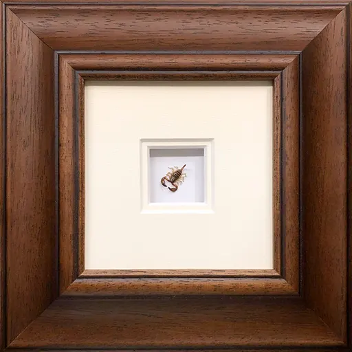 Škorpión v drevenom ráme